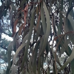 Amyema pendula subsp. pendula (Drooping Mistletoe) at Hackett, ACT - 21 Jul 2024 by Venture