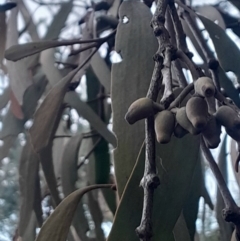 Amyema pendula subsp. pendula at Hackett, ACT - 21 Jul 2024