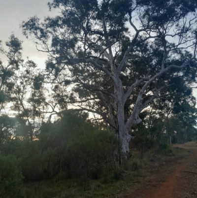 Eucalyptus mannifera subsp. mannifera (Brittle Gum) at Hackett, ACT - 21 Jul 2024 by Venture