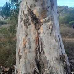 Eucalyptus mannifera subsp. mannifera at Hackett, ACT - 21 Jul 2024 04:31 PM