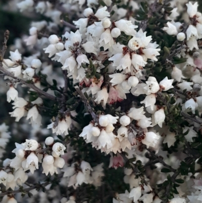 Cryptandra amara (Bitter Cryptandra) at Hackett, ACT - 21 Jul 2024 by Venture