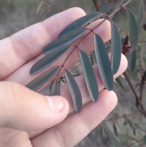 Indigofera australis subsp. australis at Hackett, ACT - 21 Jul 2024