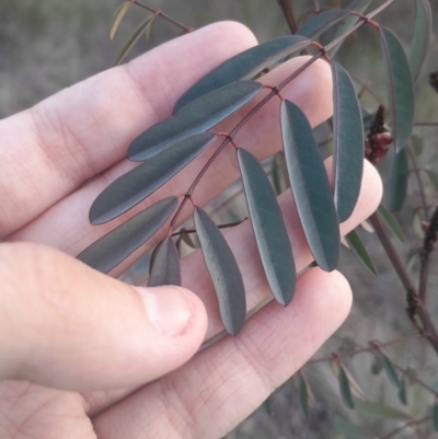 Indigofera australis subsp. australis (Australian Indigo) at Hackett, ACT - 21 Jul 2024 by Venture