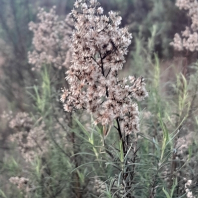 Cassinia quinquefaria (Rosemary Cassinia) at Hackett, ACT - 21 Jul 2024 by Venture