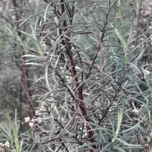 Cassinia quinquefaria at Hackett, ACT - 21 Jul 2024