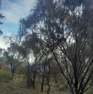 Allocasuarina verticillata at Watson, ACT - 21 Jul 2024