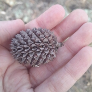 Allocasuarina verticillata at Watson, ACT - 21 Jul 2024