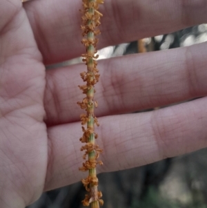 Allocasuarina verticillata at Watson, ACT - 21 Jul 2024