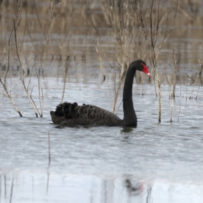 Cygnus atratus (Black Swan) at Winton Wetlands - 15 Jul 2024 by jb2602