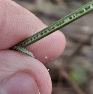 Juncus subsecundus at Hackett, ACT - 21 Jul 2024