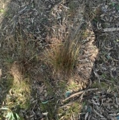 Juncus subsecundus at Hackett, ACT - 21 Jul 2024