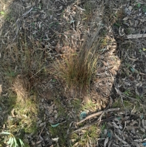 Juncus subsecundus at Hackett, ACT - 21 Jul 2024