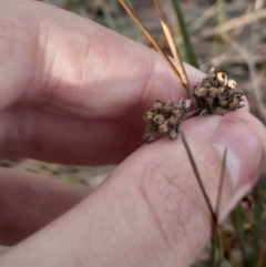 Juncus subsecundus at Hackett, ACT - 21 Jul 2024