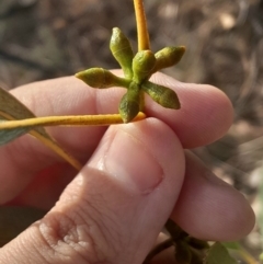 Eucalyptus bridgesiana (Apple Box) at Watson, ACT - 21 Jul 2024 by Venture