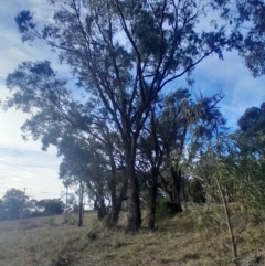 Eucalyptus bridgesiana at Watson, ACT - 21 Jul 2024