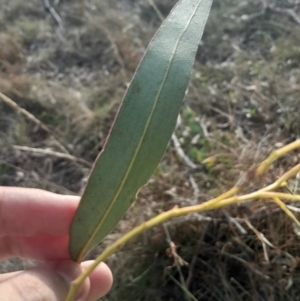 Eucalyptus bridgesiana at Watson, ACT - 21 Jul 2024