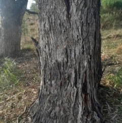 Eucalyptus bridgesiana at Watson, ACT - 21 Jul 2024