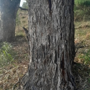 Eucalyptus bridgesiana at Watson, ACT - 21 Jul 2024