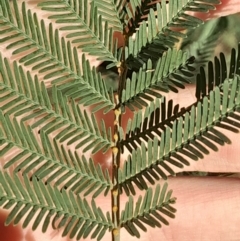 Acacia mearnsii (Black Wattle) at Hackett, ACT - 21 Jul 2024 by Venture