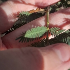 Acacia mearnsii at Hackett, ACT - 21 Jul 2024