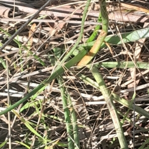 Bulbine bulbosa at Hackett, ACT - 21 Jul 2024 03:08 PM