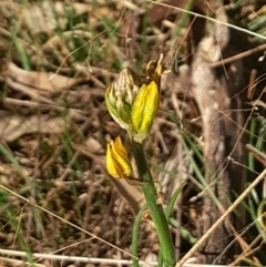 Bulbine bulbosa at Hackett, ACT - 21 Jul 2024 03:08 PM