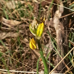 Bulbine bulbosa at Hackett, ACT - 21 Jul 2024 03:08 PM