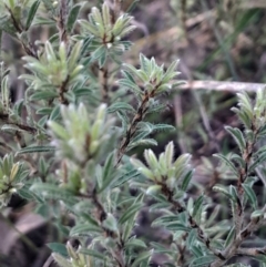 Pultenaea subspicata (Low Bush-pea) at Hackett, ACT - 21 Jul 2024 by Venture