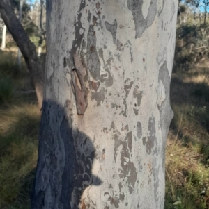 Eucalyptus mannifera subsp. mannifera at Hackett, ACT - 21 Jul 2024 03:02 PM