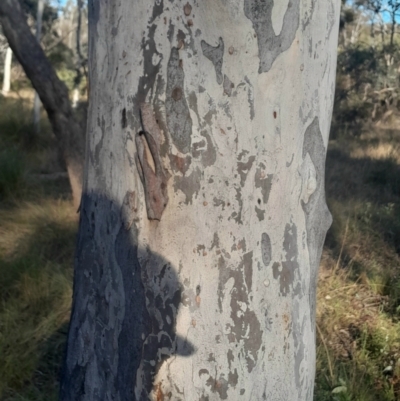 Eucalyptus mannifera subsp. mannifera (Brittle Gum) at Hackett, ACT - 21 Jul 2024 by Venture