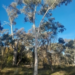 Eucalyptus mannifera subsp. mannifera at Hackett, ACT - 21 Jul 2024 03:02 PM