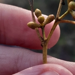 Eucalyptus mannifera subsp. mannifera at Hackett, ACT - 21 Jul 2024 03:02 PM