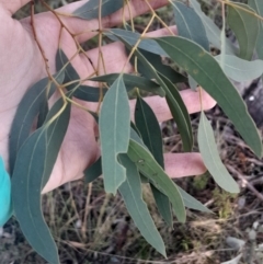 Eucalyptus mannifera subsp. mannifera at Hackett, ACT - 21 Jul 2024