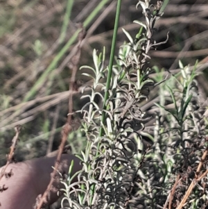 Chrysocephalum semipapposum at Hackett, ACT - 21 Jul 2024