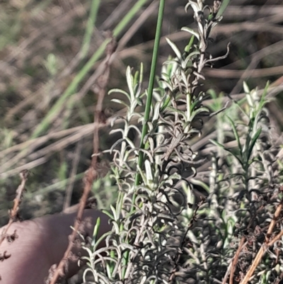 Chrysocephalum semipapposum (Clustered Everlasting) at Hackett, ACT - 21 Jul 2024 by Venture