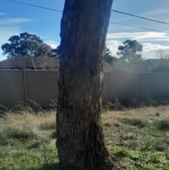 Eucalyptus melliodora (Yellow Box) at Hackett, ACT - 21 Jul 2024 by Venture