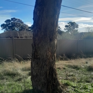 Eucalyptus melliodora at Hackett, ACT - 21 Jul 2024