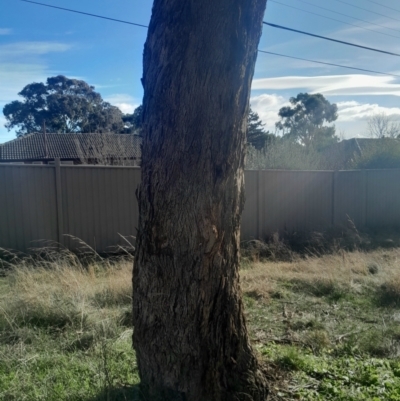 Eucalyptus melliodora (Yellow Box) at Hackett, ACT - 21 Jul 2024 by Venture