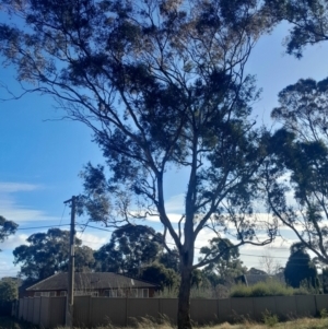 Eucalyptus melliodora at Hackett, ACT - 21 Jul 2024 02:47 PM