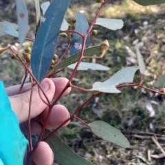 Eucalyptus melliodora at Hackett, ACT - 21 Jul 2024