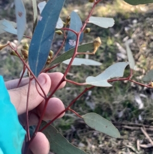 Eucalyptus melliodora at Hackett, ACT - 21 Jul 2024