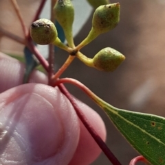 Eucalyptus melliodora at Hackett, ACT - 21 Jul 2024 02:47 PM