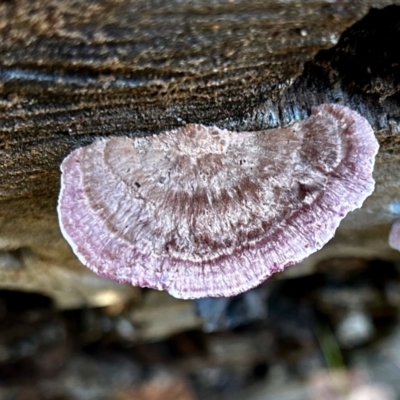 Rhodofomitopsis lilacinogilva (Rhodofomitopsis lilacinogilva) at Moruya, NSW - 21 Jul 2024 by LisaH