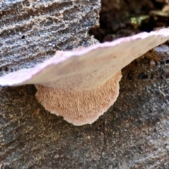 Rhodofomitopsis lilacinogilva at Moruya, NSW - suppressed