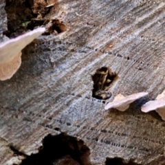 Rhodofomitopsis lilacinogilva at Moruya, NSW - suppressed