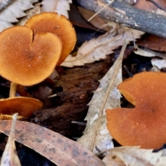 Unidentified Cap on a stem; gills below cap [mushrooms or mushroom-like] at Moruya, NSW - 21 Jul 2024 by LisaH