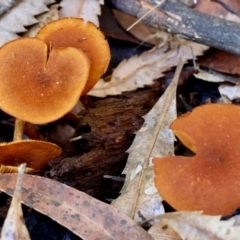 Unverified Cap on a stem; gills below cap [mushrooms or mushroom-like] by LisaH