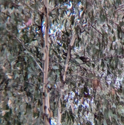 Pomatostomus temporalis temporalis (Grey-crowned Babbler) at Walla Walla, NSW - 14 Jul 2024 by Darcy