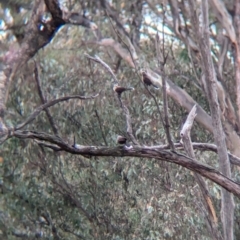 Pomatostomus temporalis temporalis at Walla Walla, NSW - suppressed