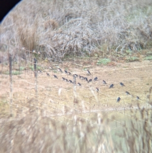 Hirundo neoxena at Walla Walla, NSW - 15 Jul 2024